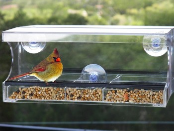 Fenêtre transparente Mangeoire à oiseaux écureuiL preuve en gros 