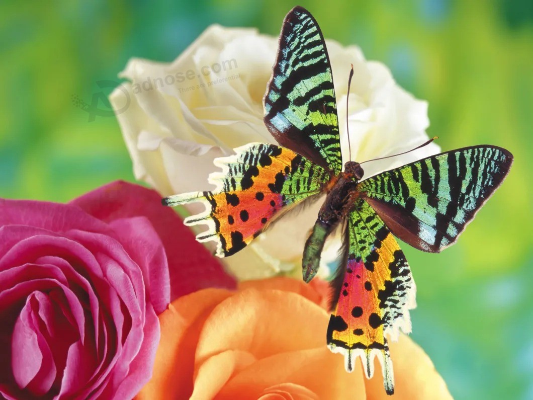 Amor de borboleta 5D diamante Pintura de flores Dlh1001