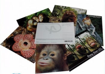 Wholesale Lovely Custom Postcard Printing, Delicate Printed Postcard