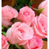 Dubai Fresh Flower Importers Natural Flowers Single Stem Cut Fresh Rose Selling