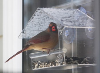 Mangeoire d'oiseaux sauvages fabriqué en Chine fabricant avec Le meiLLeur prix