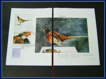 Copertina morbida di alta qualità personalizzata, libro per bambini stampa offset a colori