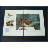 Customized high quality Soft Cover, Full Color Offset Printing Children Book