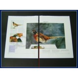 Angepasste hochWertige Softcover, VoLLfarB-Offsetdruck KinderBuch