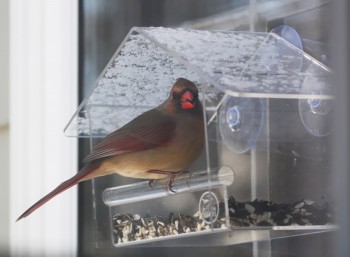 акриловая птица дом окно птица кормушки оптом