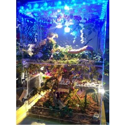 EenEenngepEenSte ontwerp EencrYl DooS leD DiSplEenY reptiel DooS groothEennDel
