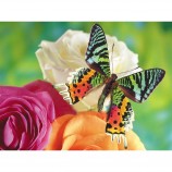 Amour du papillon 5D Diamond Peinture Fleurs Dlh1001